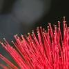 Calliandra haematocephala, flowers