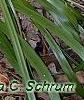 Amianthium muscaetoxicum