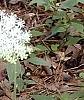 Amianthium muscaetoxicum