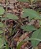 Amianthium muscaetoxicum