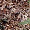 Amianthium muscaetoxicum