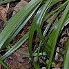 Amianthium muscaetoxicum