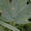 Amianthium muscaetoxicum