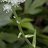 Amianthium muscaetoxicum