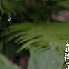 Amianthium muscaetoxicum