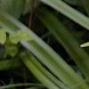 Amianthium muscaetoxicum
