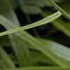 Amianthium muscaetoxicum