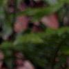 Amianthium muscaetoxicum
