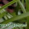 Amianthium muscaetoxicum