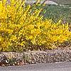 Forsythia x 'Courtasol', habit