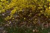 Forsythia x intermedia 'Beatrix Farrand', habit