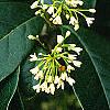 Osmanthus fragrans, flowers