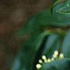 Osmanthus fragrans, flowers