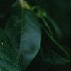 Osmanthus fragrans, flowers