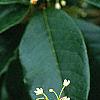 Osmanthus fragrans, flowers