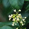 Osmanthus fragrans, flowers