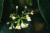 Osmanthus fragrans, flowers