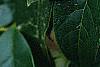 Osmanthus fragrans, flowers