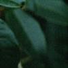 Osmanthus fragrans, flowers