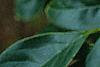 Osmanthus fragrans, flowers