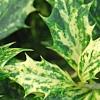 Osmanthus heterophyllus 'Goshiki', leaves