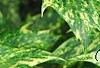 Osmanthus heterophyllus 'Goshiki', leaves