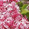 Syringa 'Bailbelle' (Tinkerbelle TM)