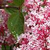 Syringa 'Bailbelle' (Tinkerbelle TM)
