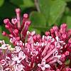Syringa 'Bailbelle' (Tinkerbelle TM)
