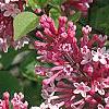 Syringa 'Bailbelle' (Tinkerbelle TM)