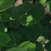 Syringa 'Bailbelle' (Tinkerbelle TM)