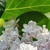 Syringa vulgaris 'Atheline Wilbur', flowers