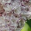 Syringa vulgaris 'Atheline Wilbur', flowers
