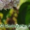 Syringa vulgaris 'Atheline Wilbur', flowers