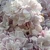 Syringa vulgaris 'Atheline Wilbur', flowers