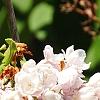 Syringa vulgaris 'Atheline Wilbur', flowers