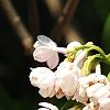 Syringa vulgaris 'Atheline Wilbur', flowers