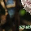 Syringa vulgaris 'Atheline Wilbur', flowers