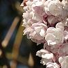 Syringa vulgaris 'Atheline Wilbur', flowers
