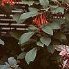 Fuchsia triphylla, habit