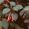 Fuchsia triphylla, habit