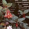 Fuchsia triphylla, habit