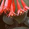 Fuchsia triphylla, flowers
