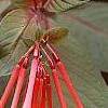 Fuchsia triphylla, flowers