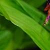 Bletilla striata, flowers