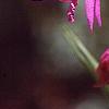 Bletilla striata, flowers
