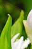Bletilla striata, flowers