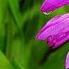 Bletilla striata, flowers