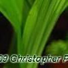 Bletilla striata, flowers