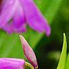 Bletilla striata, flowers
